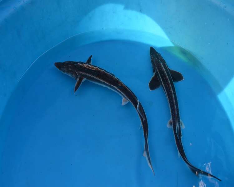 baby sturgeon for sale quilingpaperarttutorials